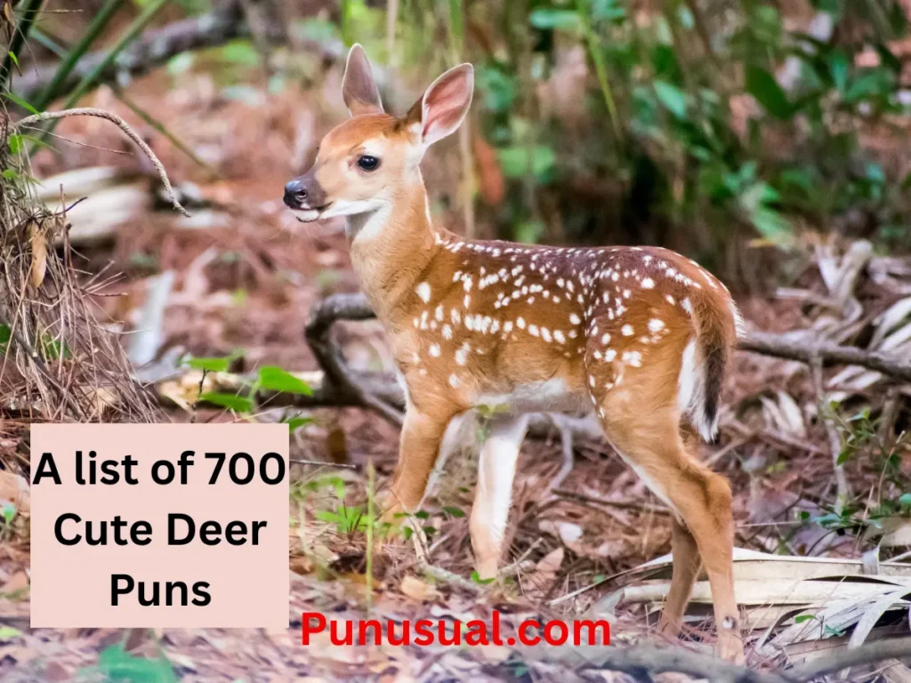 Cute Deer Puns