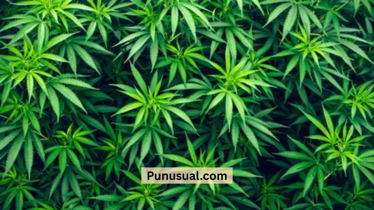 Weed Puns